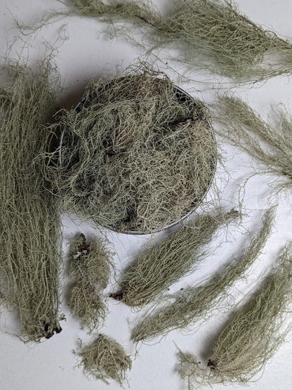 Usnea Lichen - Premium Air Dried - Produced in Oregon by Little River Herbs